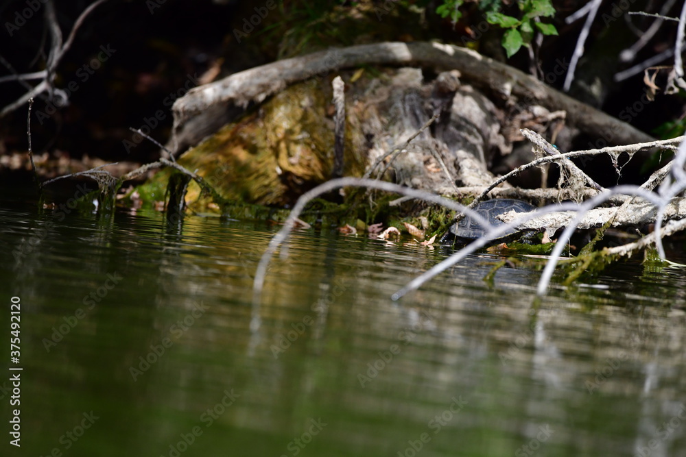 turtle in the pond turtle in the pond
