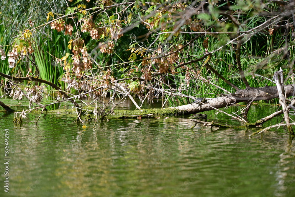 turtle in the pond turtle in the pond