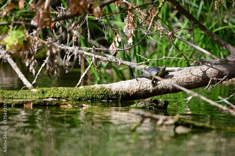 Obraz premium turtle in the pond