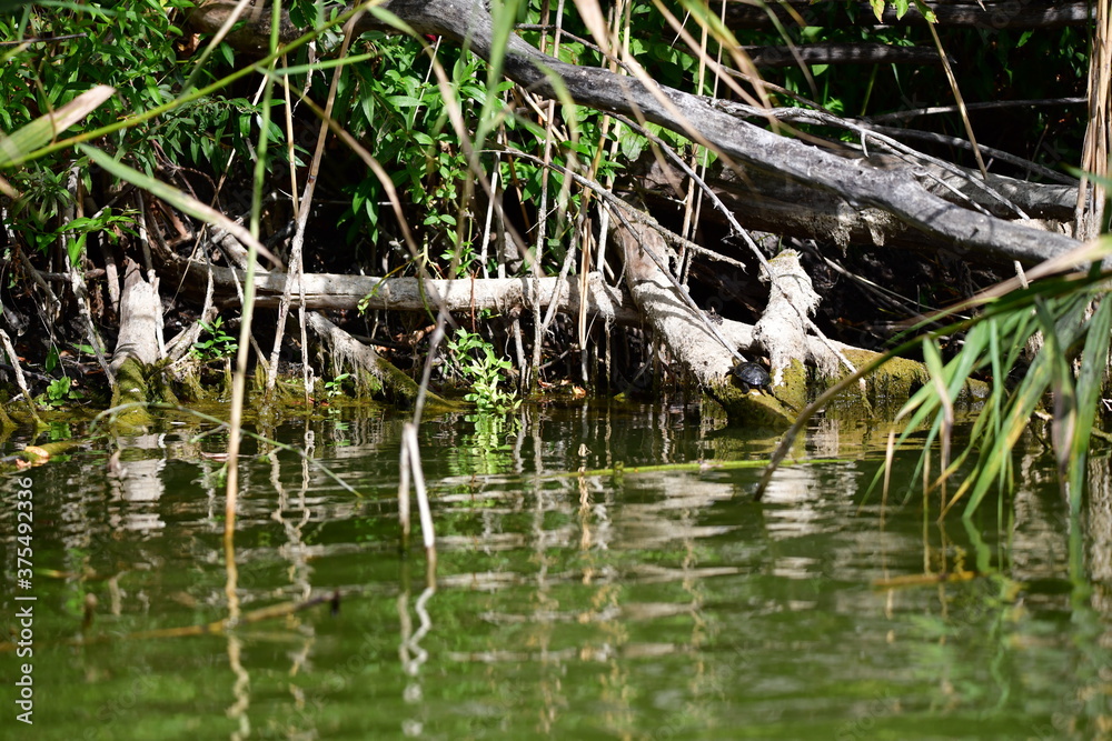 turtle in the pond turtle in the pond
