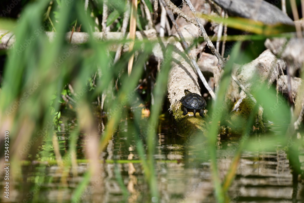 turtle in the pond turtle in the pond