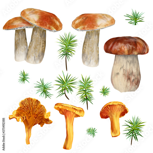 Set of mushrooms, boletus, chanterelle on a white background. Highly detailed hand drawn botanical illustration