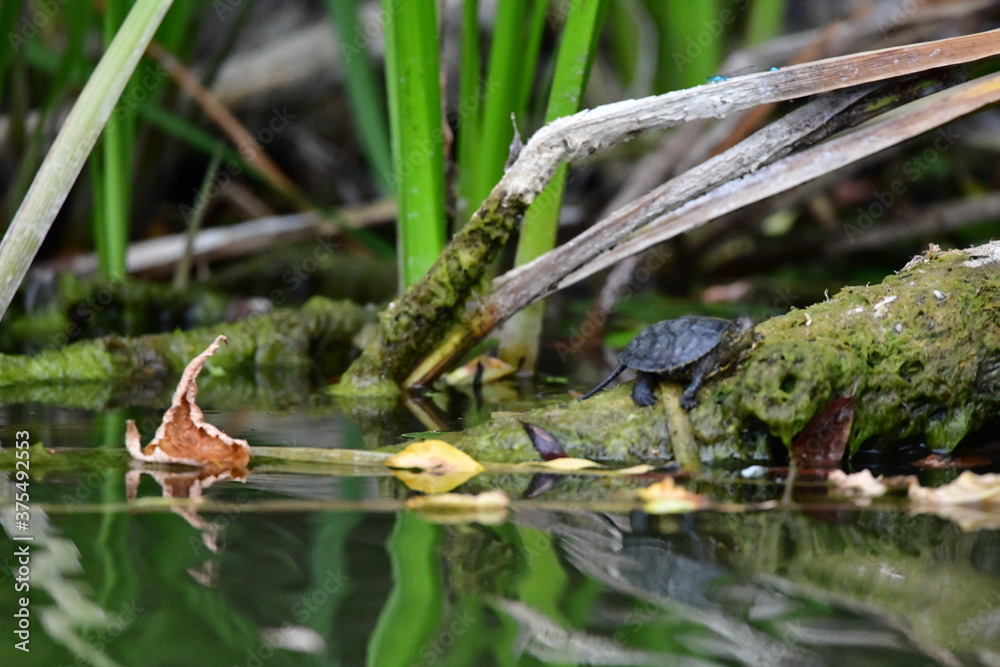 turtle in the pond turtle in the pond