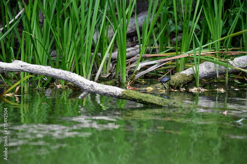 turtle in the pond © Elena Bandurka