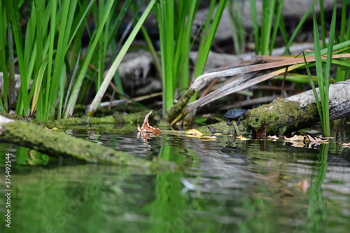 turtle in the pond © Elena Bandurka