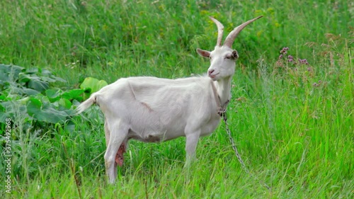 The goat stands in the field, shouts and looks around. Copy space. Full shot