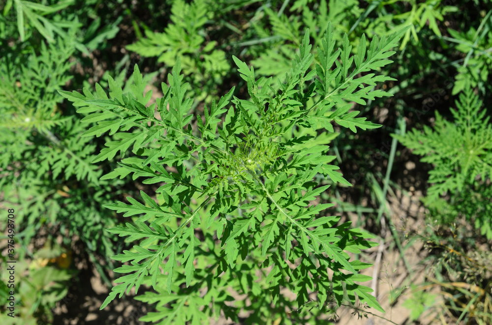 Ambrosia is a source of allergies. Blooming ragweed in nature. Ambrosia is a source of allergies. Blooming ragweed in nature.