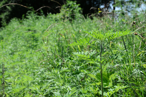 Ambrosia is a source of allergies. Blooming ragweed in nature.