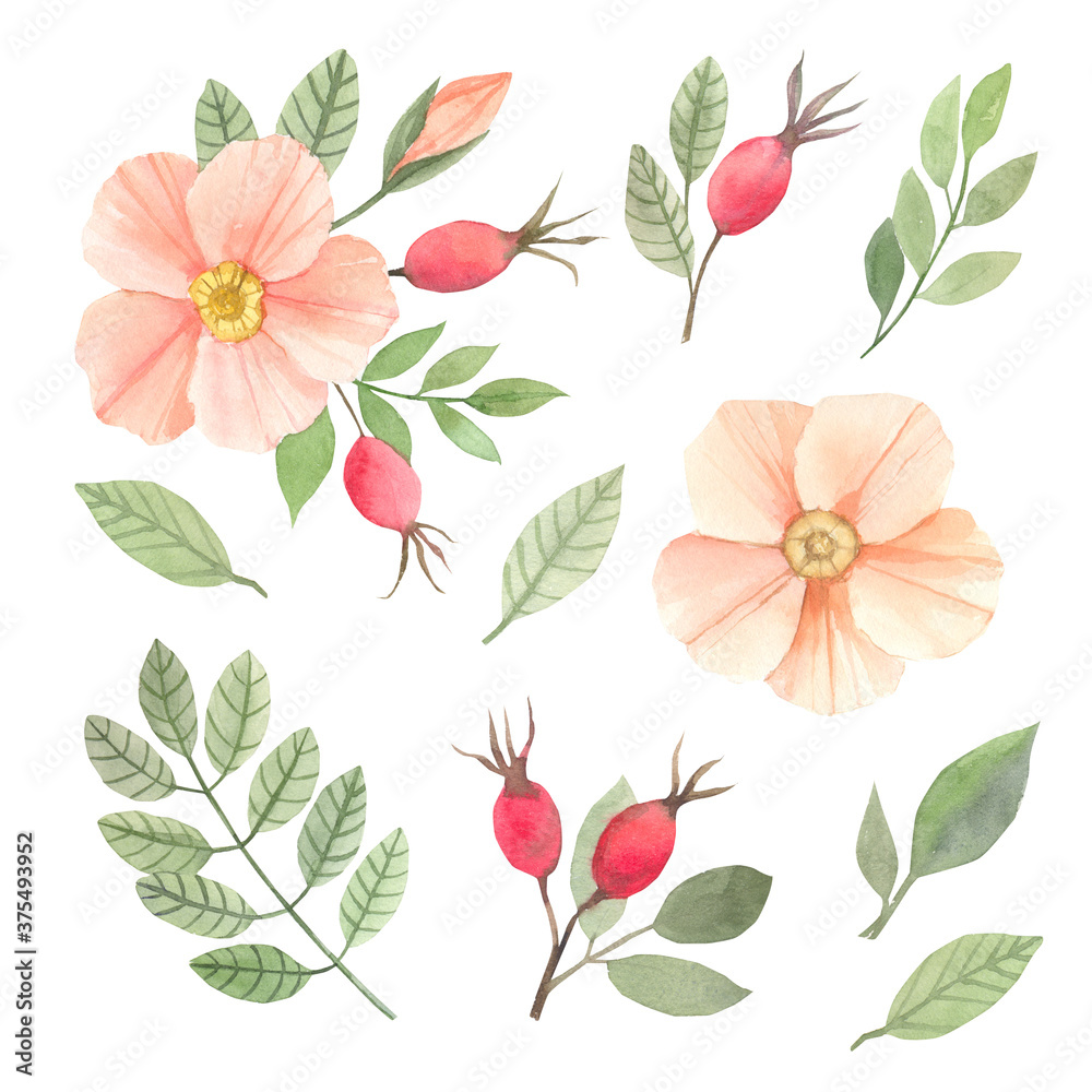Watercolor pink dog-rose illustration. Perfect for wedding invitations, cards, frames, posters, packing. Watercolor botanical illustration isolated on white background.