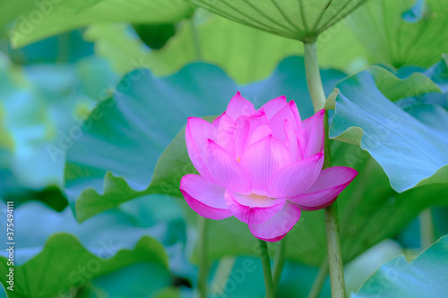 蓮の花 Lotus flower