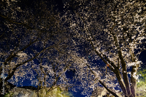 夜桜 Cherry blossoms at night