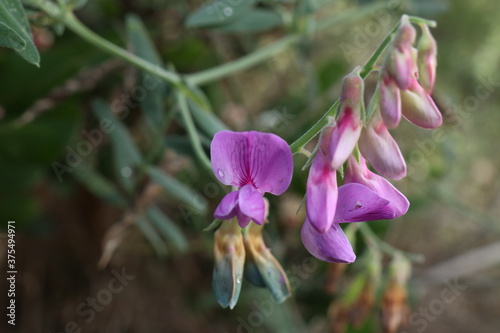 These photos are a part of series featuring Catalina Island in the Spring of 2020