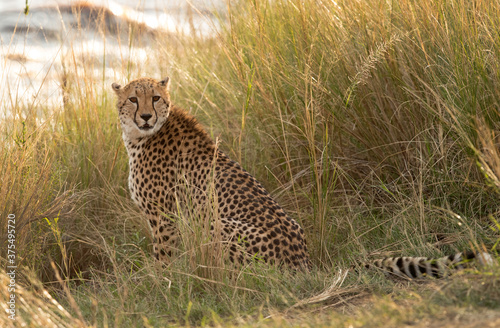 Cheetah at the bank of Mara river in the mid of tall grasses, Masai Mara
