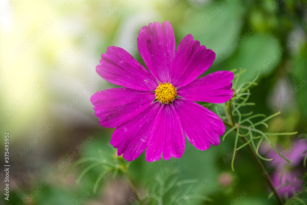 Summer flowers pink cosmos flowers - in Latin Cosmos Bipinnatus Summer flowers pink cosmos flowers - in Latin Cosmos Bipinnatus