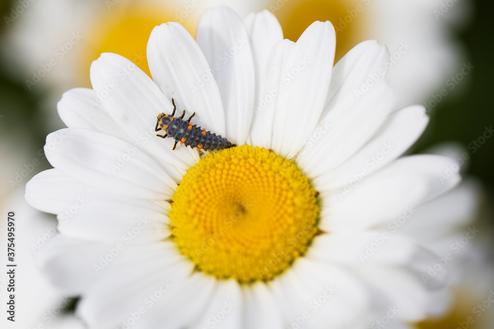 Obraz premium bug on a daisy flower