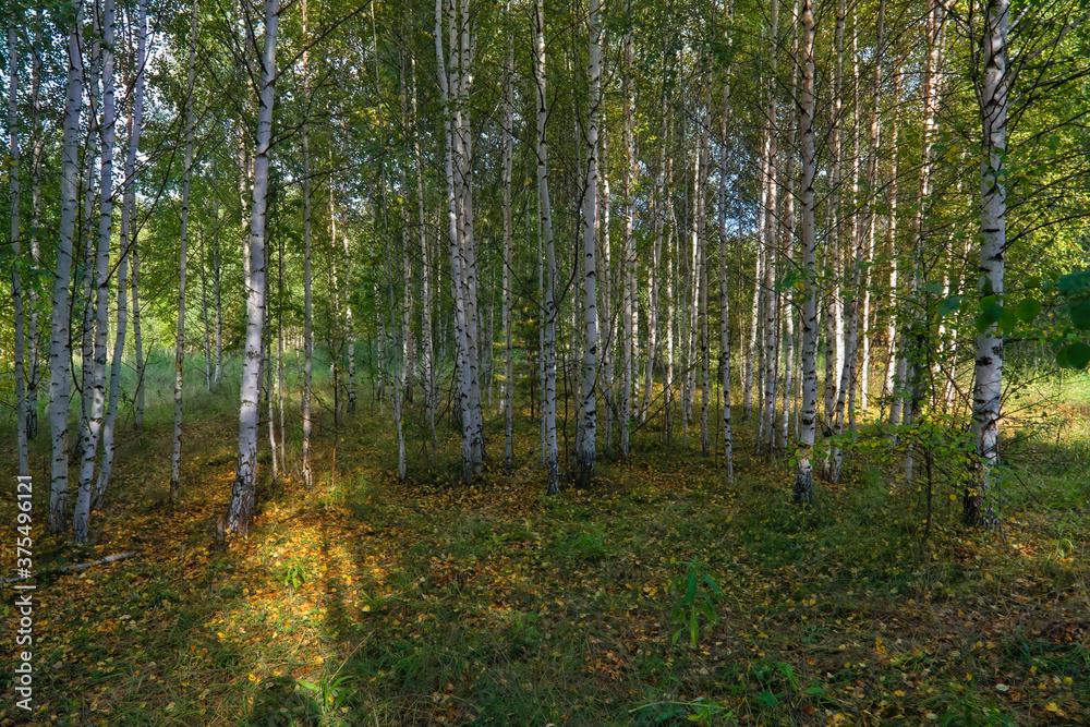 Forest closeup, beautiful summer landscape, sunlight shines through branches, trees with shadows. Forest closeup, beautiful summer landscape, sunlight shines through branches, trees with shadows.