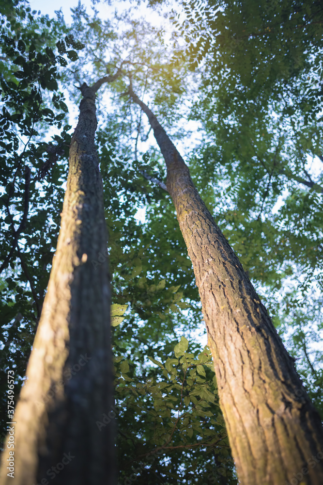 Fototapeta premium under the tree