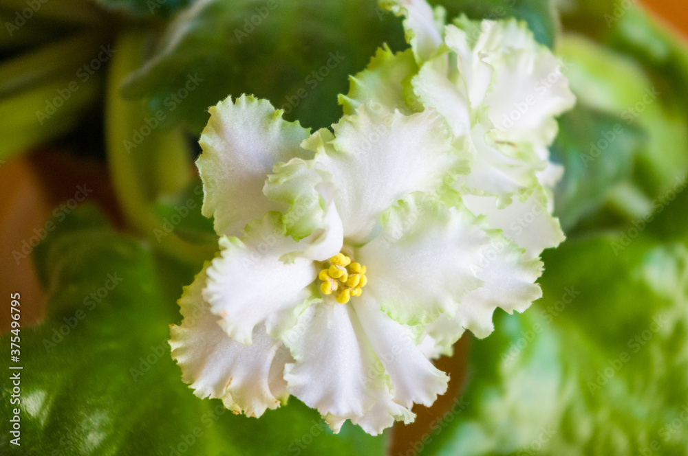 Blooming Home decorative flowers African violet Saintpaulia Irish Laughter, LLG-Herringshaw selection. Blooming Home decorative flowers African violet Saintpaulia Irish Laughter, LLG-Herringshaw selection.