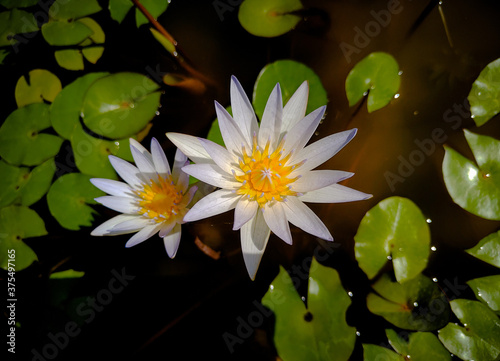 white water lily