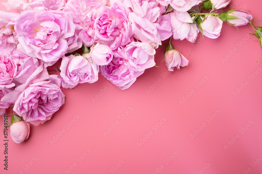  pink fresh fragrance roses  around pink  background. romantic and beauty concept