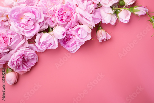  pink fresh fragrance roses  around pink  background. romantic and beauty concept © anakondasp