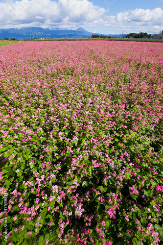 赤そばの花畑から霧島連山を望む