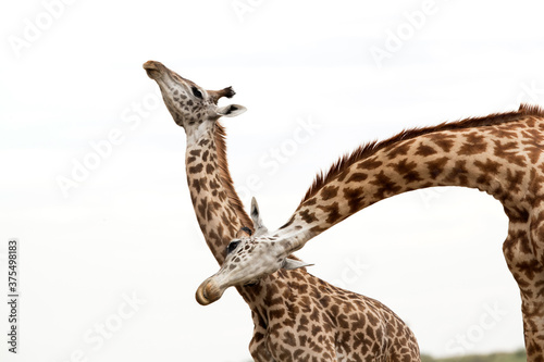 A pair of Giraffes showing courtship  Masai Mara