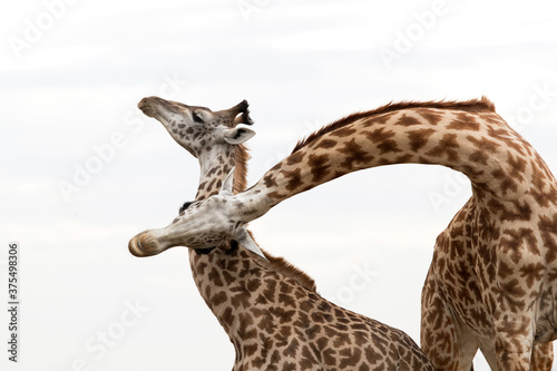 A pair of Giraffes courtship  Masai Mara