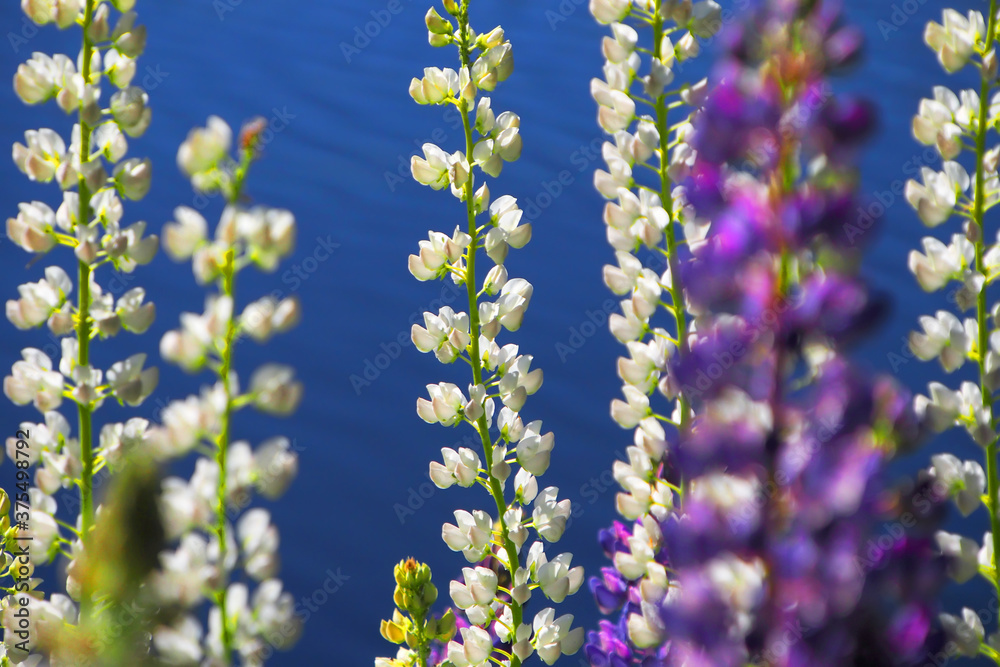 Fototapeta premium Lupine flowers close-up. Background of flowers. Nature