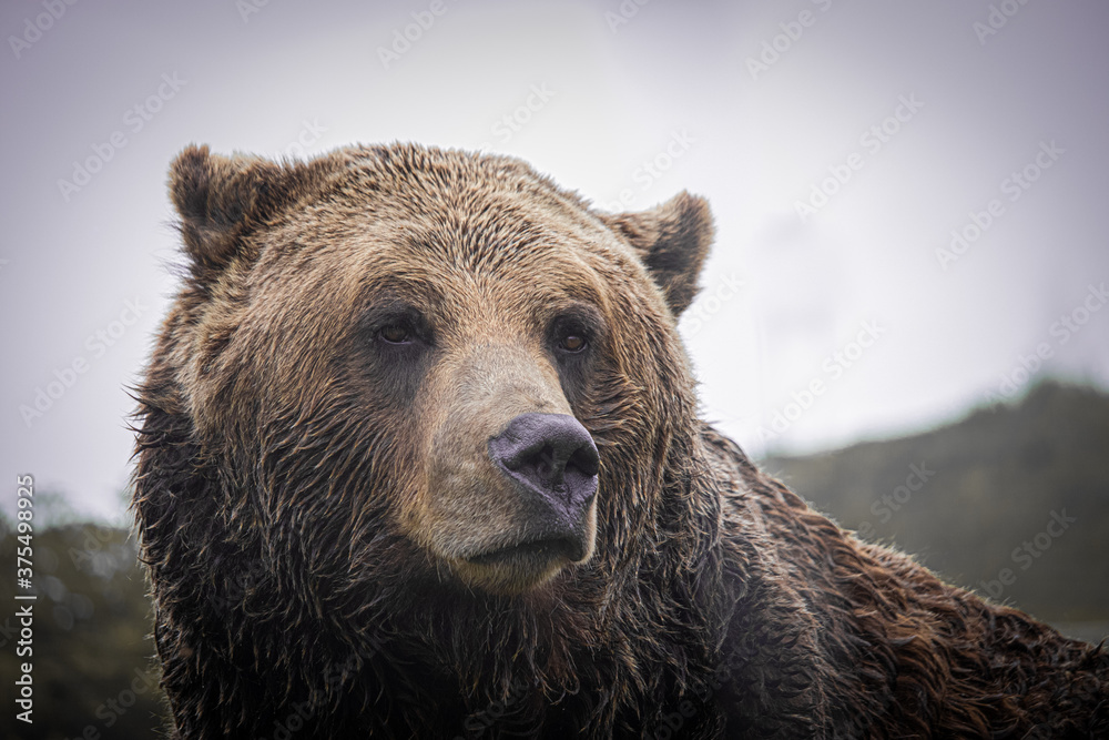 Obraz premium grizzly bear