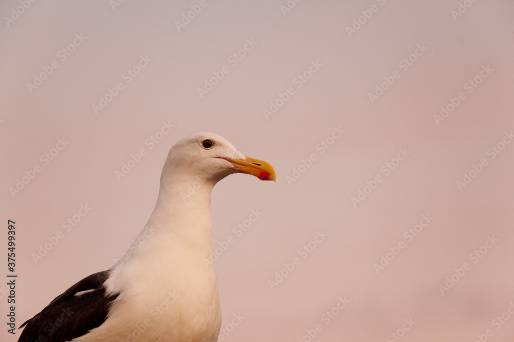 Fototapeta premium 夕暮れのカモメ