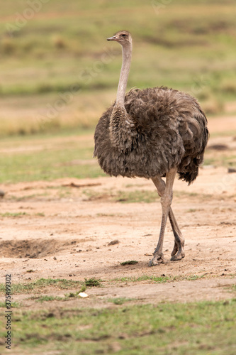 A female Ostrich in the Masai Mara grassland