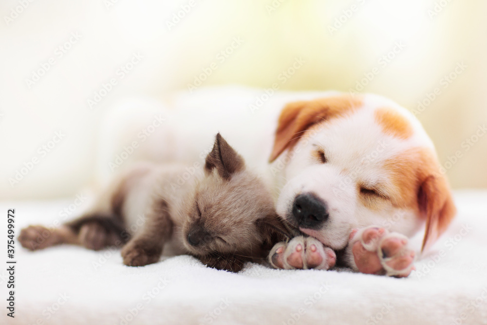 Cat and dog sleeping. Puppy and kitten sleep.