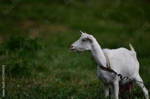 domestic goat on the green grass