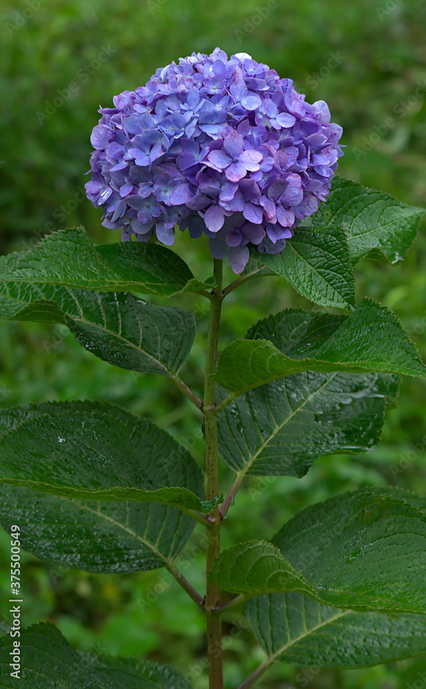 Isolated view of a lone purple-blue hydrangea covered in raindrops Isolated view of a lone purple-blue hydrangea covered in raindrops