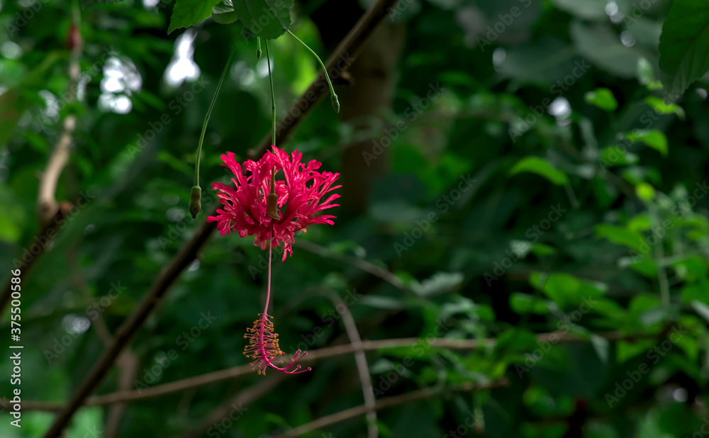 Isolated view of a hanging fringed hibiscus against the backdrop of a dark green tropical forest