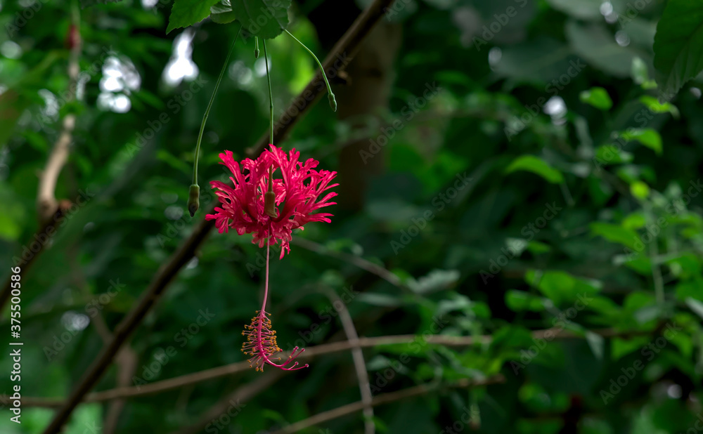 Isolated view of a hanging fringed hibiscus against the backdrop of a dark green tropical forest Isolated view of a hanging fringed hibiscus against the backdrop of a dark green tropical forest