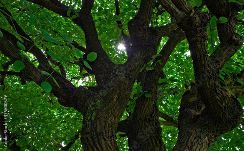 Looking up at the lush green canopy of a large tree from its base in summer