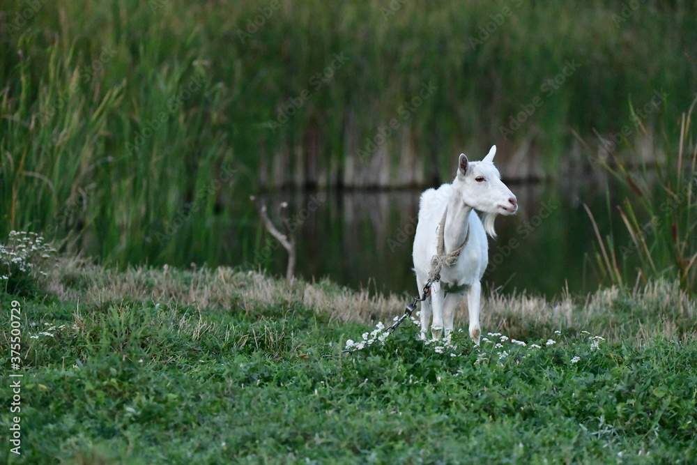 Fototapeta premium domestic goat on the green grass