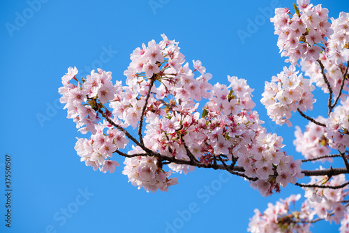 桜　Cherrry Blossoms 
