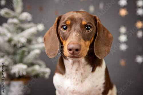 christmas studio portrait of a dachshund