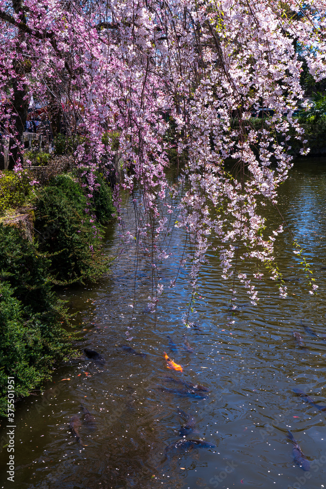 しだれ桜と池の鯉 三嶋大社にて しだれ桜と池の鯉 三嶋大社にて