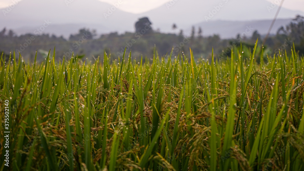 Obraz premium rice paddy field