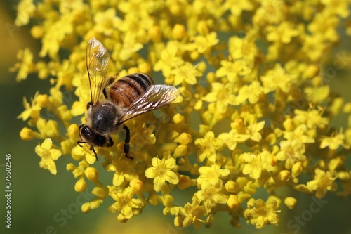 Yellow Tiny Flowers with Honey Bee