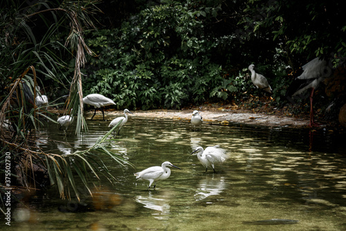 Egrets,Oriental White Storks,White-naped Cranes,Black-legged Kittiwakes in jungle pool  © YOUMING VISION