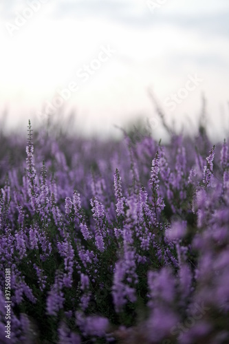Lavender Field on cozy weather in soft-focus in the background.