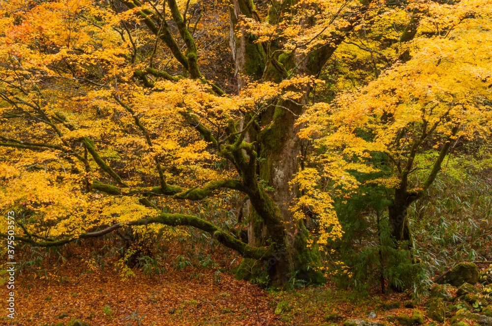 Appreciate the autumn leaves of Japan Appreciate the autumn leaves of Japan