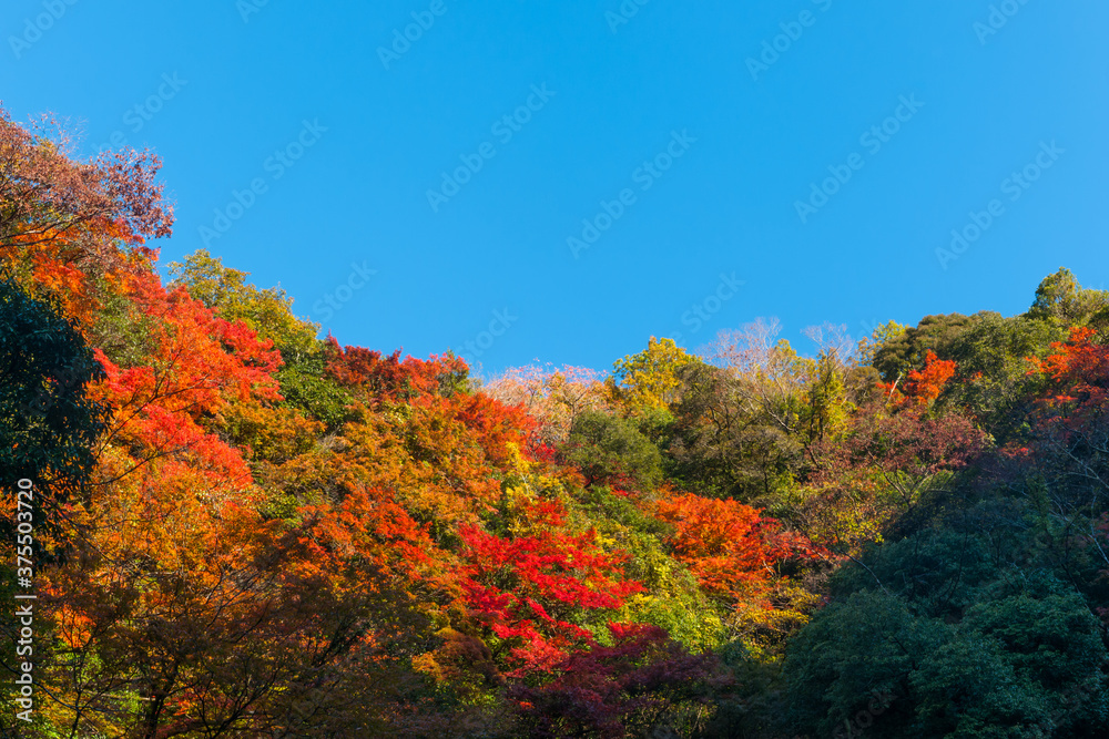 Appreciate the autumn leaves of Japan