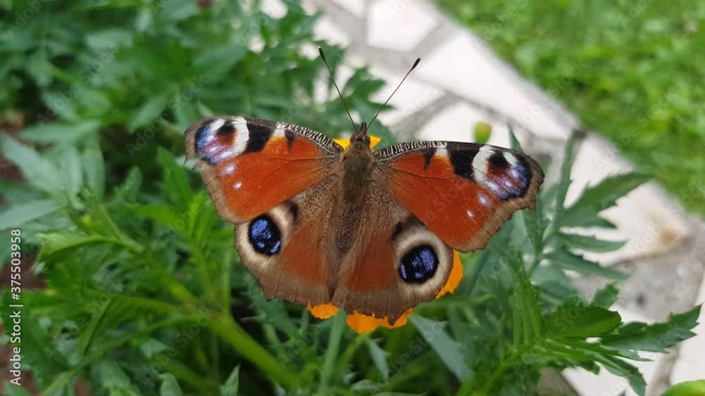4k video of European peacock butterfly - Aglais io 4k video of European peacock butterfly - Aglais io