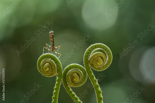 mantish on fern photo